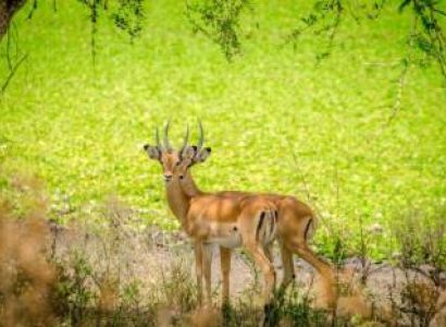 Mountainbike Safari Outside Lake Mburo National Park Tour