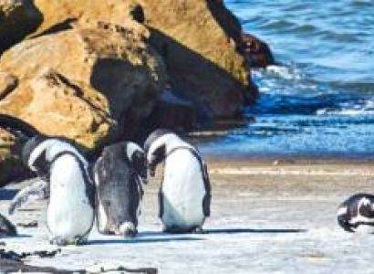 Visit The Penguin Colony At The Stony Point Nature Reserve Tour