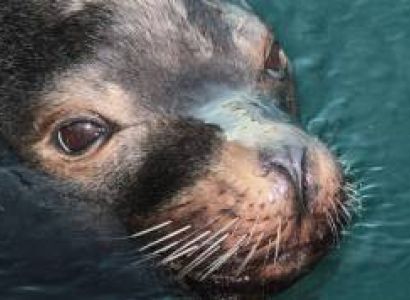 Swimming With Seals In Plettenberg Bay Tour