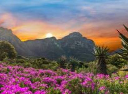 Visit Kirstenbosch Botanical Garden Tour