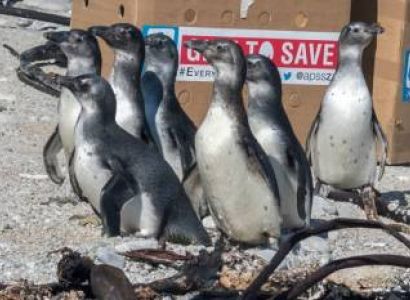 Visit The African Penguin And Seabird Sanctuary Tour