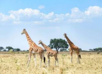 Walking Safari In Kidepo Valley National Park Tour