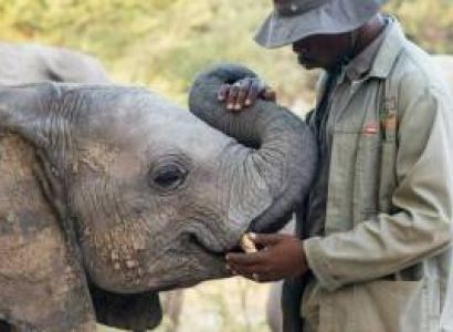 Visit The Elephant Orphans At Elephant Havens Tour