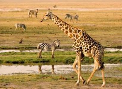 Game Drive Near Chobe Riverfront Tour