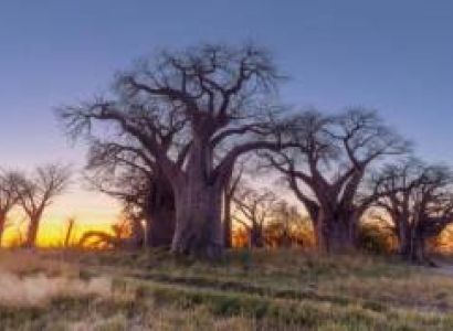 Visit The Baines Baobabs In Nxai Pan National Park Tour