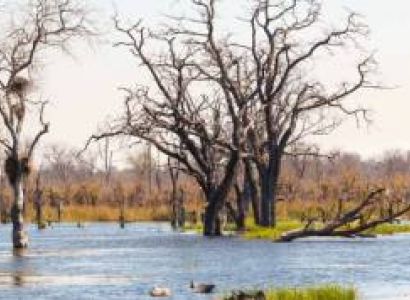 Motorboat Safari - Moremi Game Reserve Tour