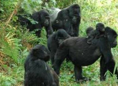 3‑Day Gombe National Park Itinerary (Chimp Trekking Focus)