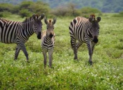 Day Trip to Arusha NP