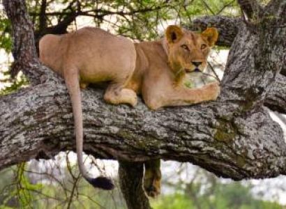 Day‑Trip to Lake Manyara National Park