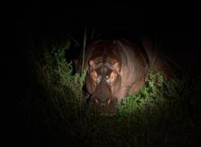 5-Day Serengeti, Ngorongoro and Tarangire Safari