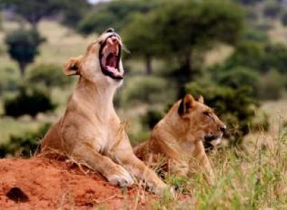 3 Days Safari - Tsavo East And Amboseli Tour