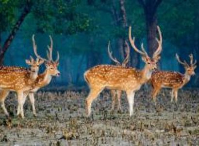 2 Nights 3 Days Sundarban Safari Package Bangladesh
