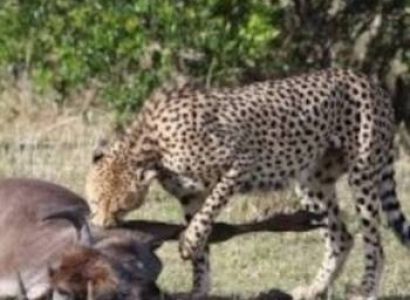 7 Days Kenya Safari Tour From Nairobi