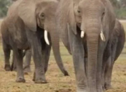 15 Days Kenya Safari Tour From Nairobi