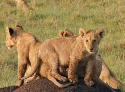 3 Days Tsavo West - Tsavo East Safari Tour From Mombasa