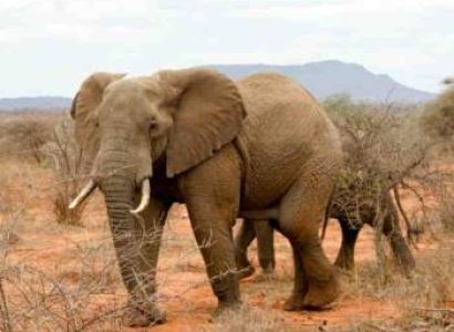 6 Days Kenya Safari Tour From Mombasa