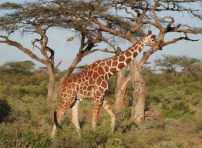 14 Days Kenya Safari Tour From Mombasa