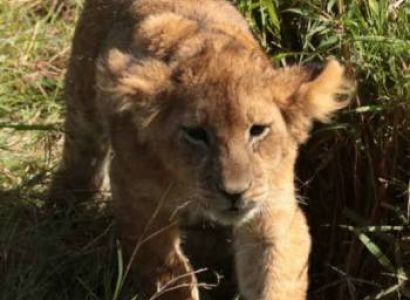 9 Days Tanzania Safari Tour