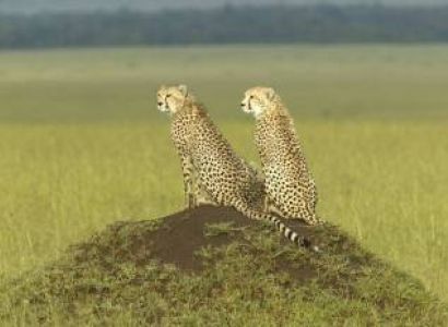 3-Day Amboseli Mid-Range Bush Safari