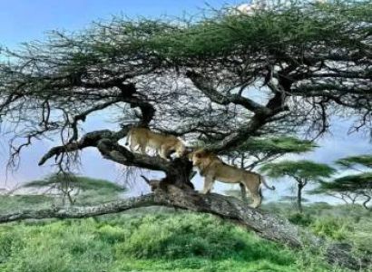 Wilderness Odyssey - 8 Days Safari Tour