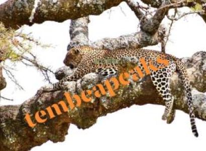 Wilderness Odyssey - 8 Days Safari Tour