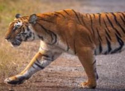 Kanha National Park Wildlife Tour
