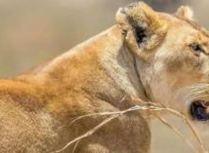 3D Tanzania Safari From Zanzibar - Fly-In Tarangire-Ngorongoro-Lake Manyara