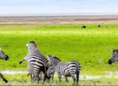 5 Day Tanzania Safari Tour Starting From Zanzibar Island