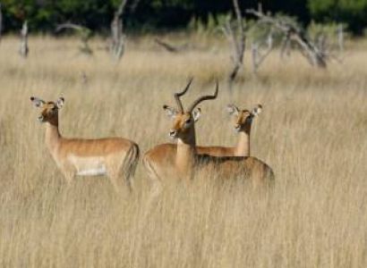 1 Day Tarangire Safari Tour Starting From Zanzibar