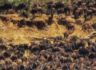 3 Day Serengeti Safari Tour From Zanzibar Island