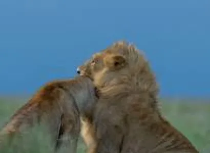 3 Day Serengeti Fly-In Safari Tour