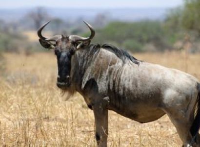 18D Northern And Southern Tanzania Tour