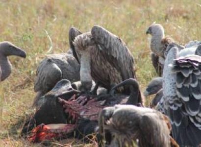 6 Nights 7 Days Masai Mara - Serengeti And Ngorongoro Tour