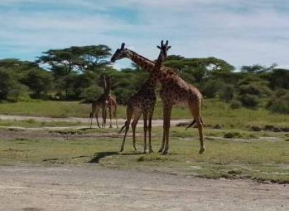Kenya - Tanzania 7 Days Tour