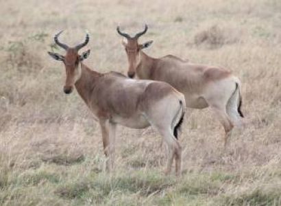 9 Nights 10 Days - Calving Season - Driving In Driving Out Tour