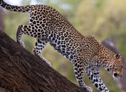 2 Days Tanzania Safari Tour