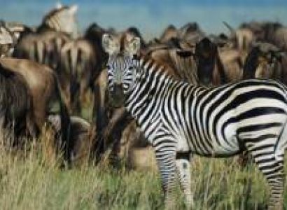 3 Days Tanzania Safari Tour