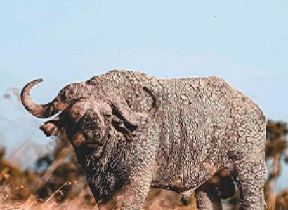 5 Days Tanzania Safari Tour