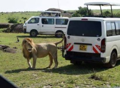 2Nights 3Days Masai Mara Tour Van Private Safari