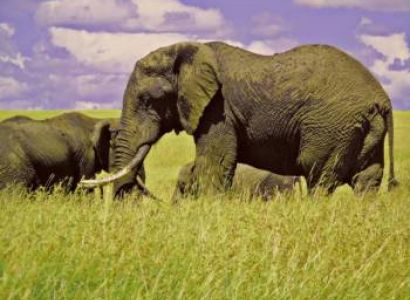 4 Days Lake Nakuru/Masai Mara 4x4 Budget Private Safari