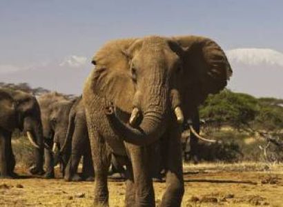 10 Days Masai Mara & Arusha & Nairobi & Nakuru Budget Tour Package