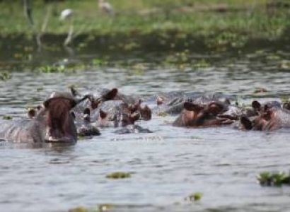 Masai Mara & Arusha & Nairobi & Nakuru 11 Days Budget Holiday Package