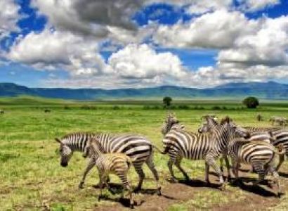 Popular 4 Day - 3 Night Northern Circuit Safari Tour