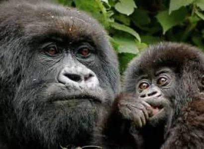 Rwanda Gorilla Safari Tour
