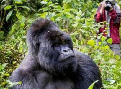 Uganda Gorilla Safari Tour