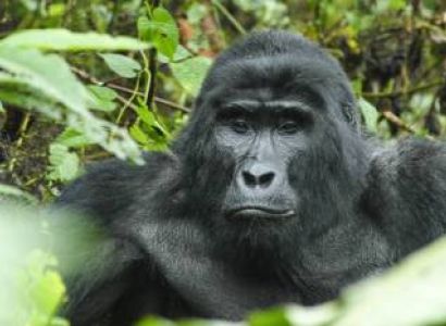 3-Day Gorilla Trekking Bwindi Forest-Uganda Tour