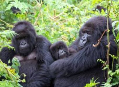 5-Day Holiday to Uganda - Gorilla Trekking