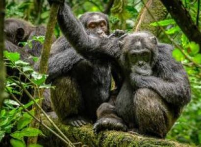5-Day Kibale Chimps & Queen Elizabeth Wildlife Safari