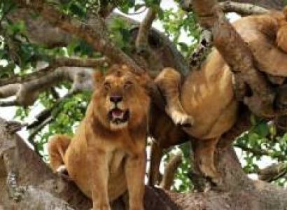 6-Day Big Five Tour Adventure & Chimpanzee Tracking