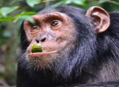 7-Day Uganda Wildlife Safari & Gorilla Trekking